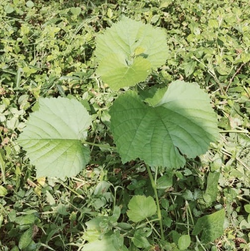 Indian_kudzu