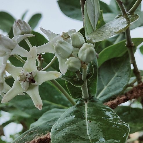 calotropis