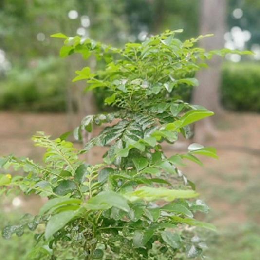 curryleaf