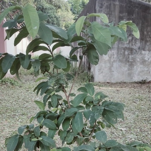 guava