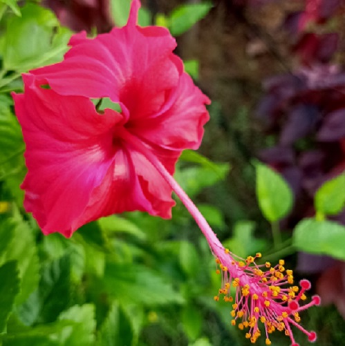 hibiscus