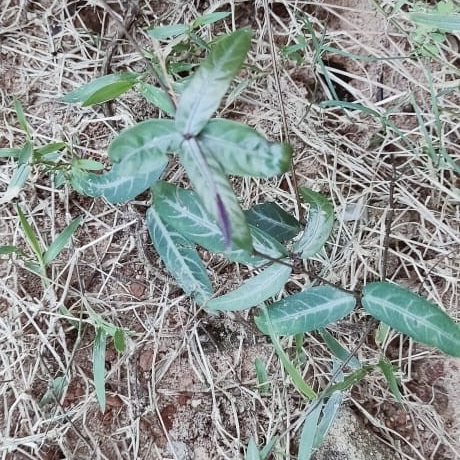 indiansarsaparilla