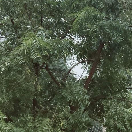 Neem Tree