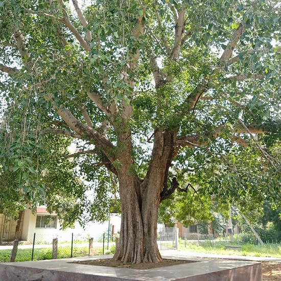 Peepal Tree