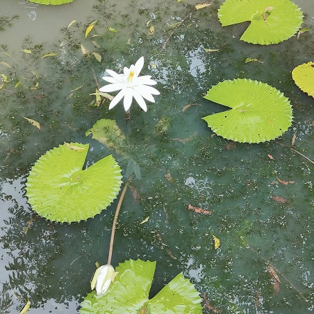 waterliliy